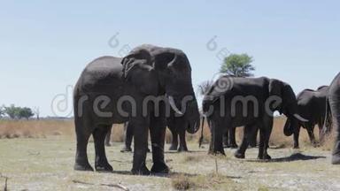 在卡普里维游戏公园听<strong>说过</strong>非洲大象